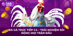 Đá Gà Trực Tiếp C4 – Trải Nghiệm Sôi Động Mọi Trận Đấu